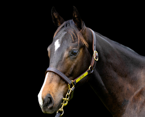 Yearling 121
