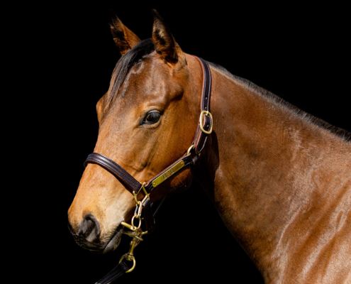 Yearling 256