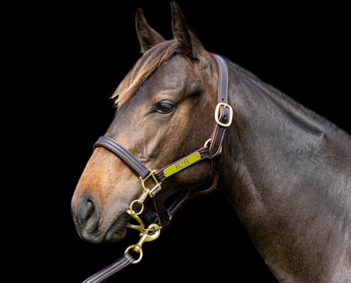Yearling 499