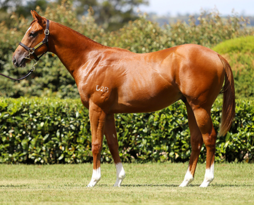 Lot 433