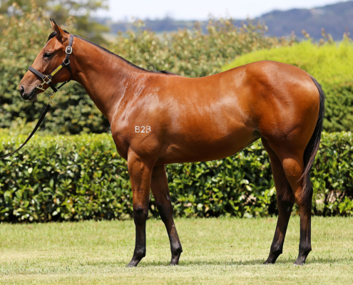 Lot 572
