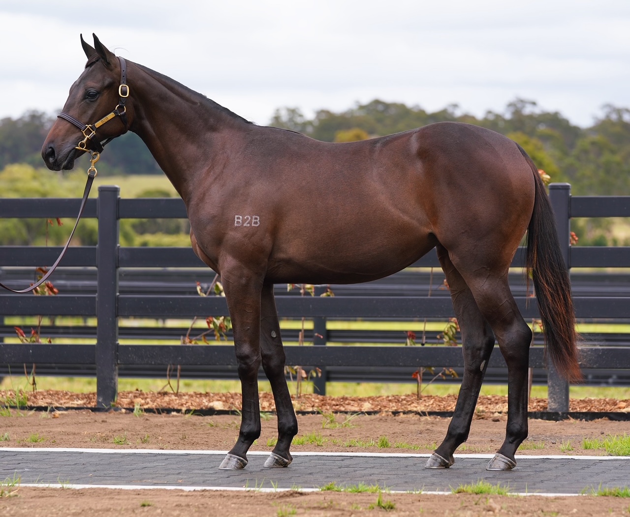 Lot 646 Beetobee x Microphone Filly